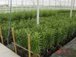 [testgreenhouse 3.JPG]